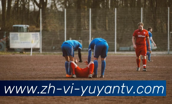 雨燕直播平台生态图